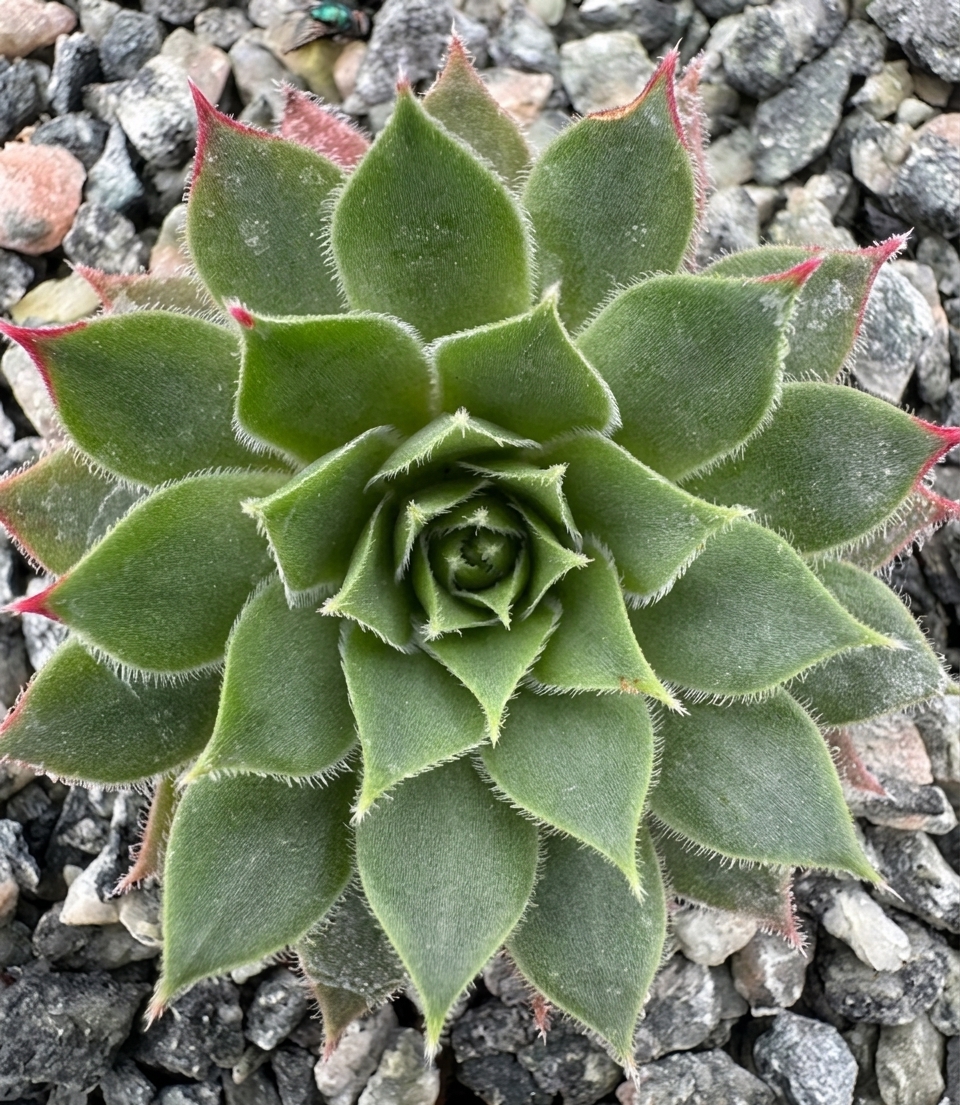 Sempervivum 'Irazu' 